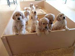 Pic hide this posting restore restore this posting. Golden Retriever Puppies Cute Baby Animals Puppies Dog Breeder