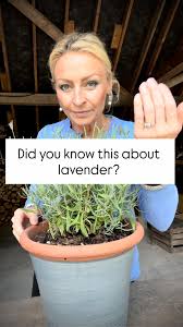 Image result for lavender cuttings
