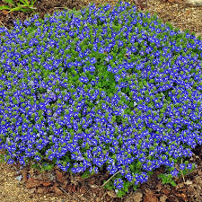 Veronica Tidal Pool Ground Cover Plants Evergreen Groundcover Shade Perennials