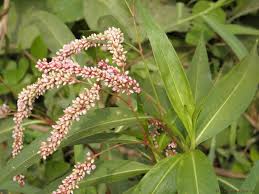 Image result for Persicaria barbata