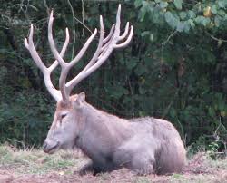 Pere David S Deer Extinct In The Wild But Hopefully Not For Long When David Found These Deer In The Late Endangered Animals Extinct Animals Animals Wild