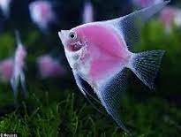 Keramahan jika anda ingin membuat akuarium terlihat lebih ramai, anda harus memilih sekelompok ikan daripada hanya satu ikan besar. Inilah Jenis Jenis Ikan Manfish Angelfish Yang Paling Populer Serta Cara Budidayanya Ikan Hias Air Tawar Laut Dan Aquarium