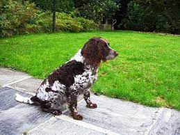 We will continue to promote and hunt the best possible wachtelhunds we can. Wachtelhund Schweiz Der Deutsche Wachtelhund Beschreibung