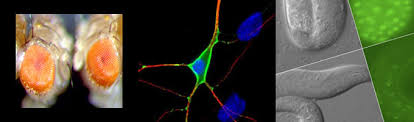 How Rnai Works Rnai Biology Umass Medical School