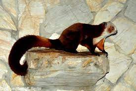 Petaurista Alborufus Castaneus Chestnut Red And White Giant Flying Squirrel Flying Squirrel Squirrel Interesting Animals
