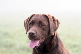 The multigeneration labradoodles are more consistent in appearance and coat type than the first generation crosses of labrador and poodle. Breed Info Veterinarians Aloha Oregon Aloha Animal Medical Center
