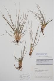 Image result for Isoetes schweinfurthii