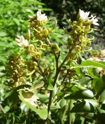 Image result for Xanthocercis