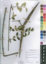 Image result for Strophanthus welwitschii