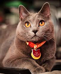 Evcil Hayvanlar On Chartreux Cat Cat Breeds Pretty Cats