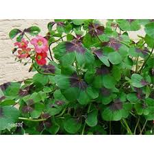 Товар 5 iron cross oxalis 10 bulbs for one low price of $8!!!! Iron Cross Shamrock Oxalis Tetraphylla Terra Ceia Farms
