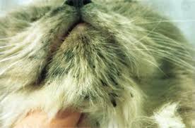 Rinse the tail area well with water and air dry. Acne And Stud Tail International Cat Care
