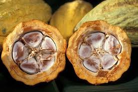 Dossier Le Chocolat Histoire Saveurs Et Degustation Feve De Cacao Beurre De Cacao Histoire Du Chocolat