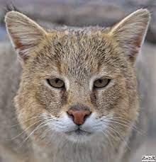 dikie koshki kamyshovyj kot felis chaus kamyshovyj kot dikie zhivotnye dymchatyj leopard