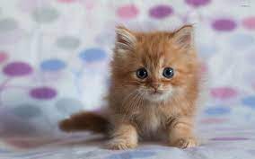 Fluffy Kitten Backgrounds Kitten Pictures Fluffy Kittens Cute Animals