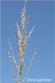 Image result for Arundinella nepalensis