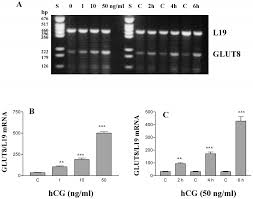 Expression and regulation of glucose transporter 8 in rat Leydig cells