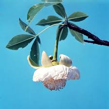 Image result for Sphenostylis marginata