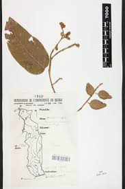 Image result for Isoberlinia tomentosa