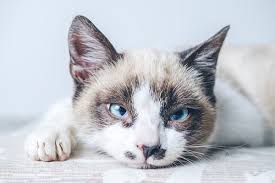 Aunque esta no es la única fecha dedicada a los gatos. Feliz Dia Internacional Del Gato Grancasa