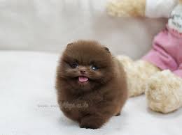 Teacup Black And Brown Pomeranian Brown Teacup Pomeranian Toy Pomeranian Puppies Cute Baby Animals Cute Animals