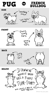 Cuteness Cute Pugs Pugs Bulldog