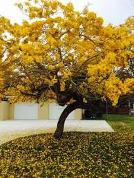 Maybe you would like to learn more about one of these? 9 Best Tree With Flower Ideas Tree Flowering Trees Pink Flowering Trees