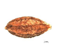 Image result for Combretum adenogonium