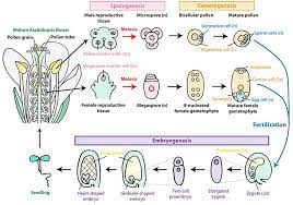 Maybe you would like to learn more about one of these? Research Molecular And Cellular Dynamics In Plant Reproduction