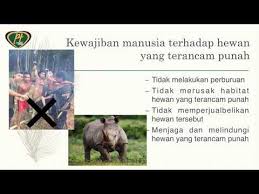 Harimau terakhir jenis ini mati pada tahun. Kewajiban Manusia Terhadap Hewan Yang Terancam Punah Kelas 4 Cara Golden