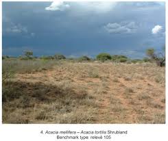 Image result for Salsola rabieana