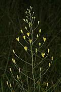 Image result for Eriospermum seineri