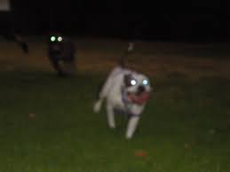 Daisy And Pluto Running With Flash Light Eyes Light Eyes Dogs Bull