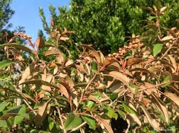 Image result for Croton gratissimus