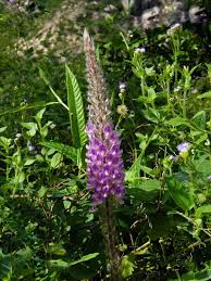 Image result for Uraria picta