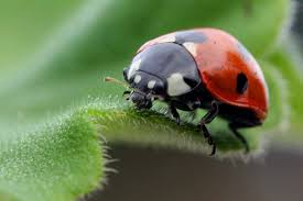 It relies on predation, parasitism, herbivory, or other natural mechanisms, but typically also involves an active human management role. Study Estimates True Value Of Ladybird As Biocontrol Asia Pacific