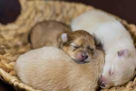 Newborn Puppy Care 5 Things You Need Newborn Puppies Sleeping Puppies Newborn Puppy Care