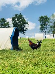Analytics for us gamefowl farms. From Oil Rigs To Raising Game Fowl In Kentucky The Land Nsw
