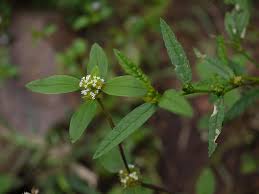 Image result for Spermacoce ocymoides
