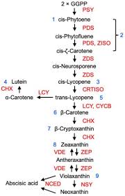 Extera 550 vs schwinn 270. Cells Free Full Text Molecular And Hormonal Mechanisms Regulating Fleshy Fruit Ripening Html