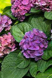 Compact mounded form is ideal for borders. Seaside Serenade Newport Hydrangea