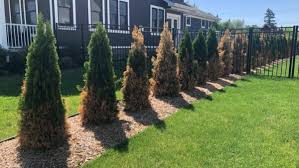 Image result for thuja drying out dead dried symptoms)