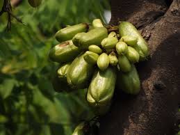 Cucumber tree is surely an attractive and unusual ornamental tree, an excellent choice for the greenhouse. Bilombi Or Cucumber Tree Averrhoa Bilimbi