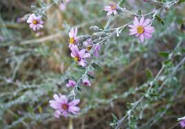 Image result for Athrixia phylicoides