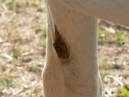 Knowing horse leg anatomy helps you communicate with farriers, vets, and other equine professionals. Chestnut Horse Anatomy Wikipedia