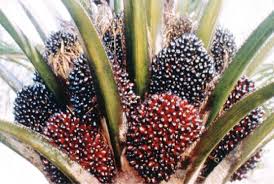 Palm Oil Industry In Malaysia Huatai Machinery Palm Plant Oil Industry Edible Oil