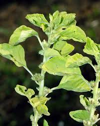 Image result for Hermbstaedtia scabra