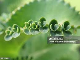 Image result for Bryophyllum
