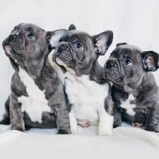 For more details visit site. Pets For Sale In Joplin Mo