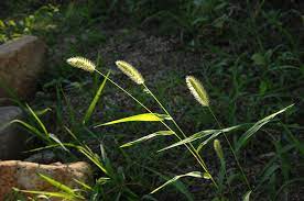 Dandelions and crabgrass are two common weeds that can be very stubborn in yards all over the northern nj area. Fs1308 Crabgrass Control In Lawns For Homeowners In The Northern Us Rutgers Njaes